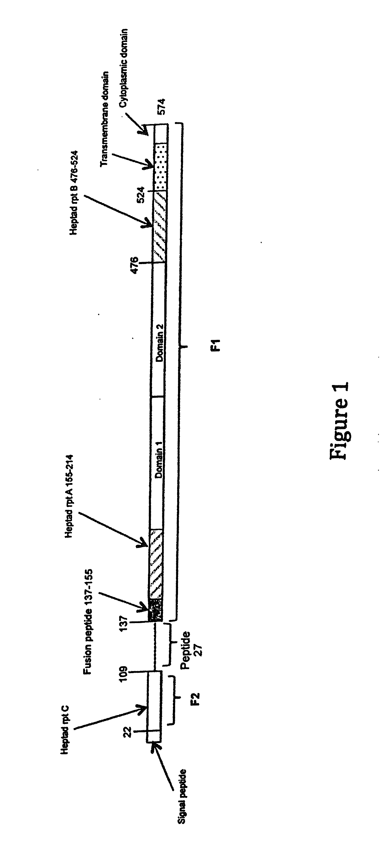 Human antibodies to respiratory syncytial virus f protein and methods of use thereof