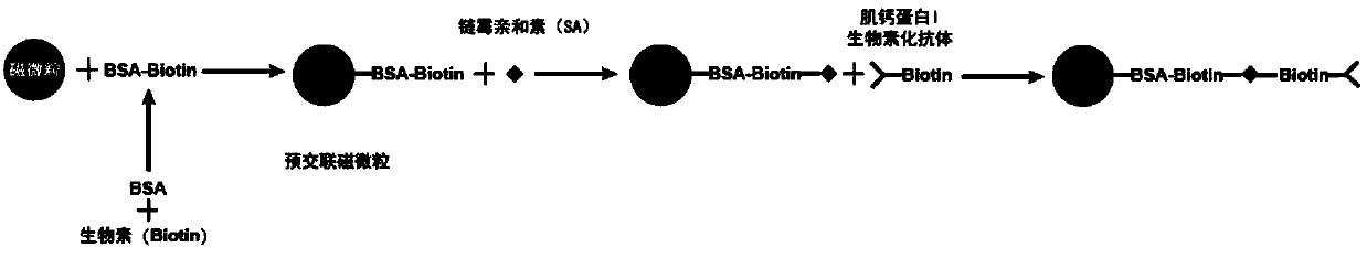 A troponin I monoclonal antibody magnetic particle and its preparation method and detection kit