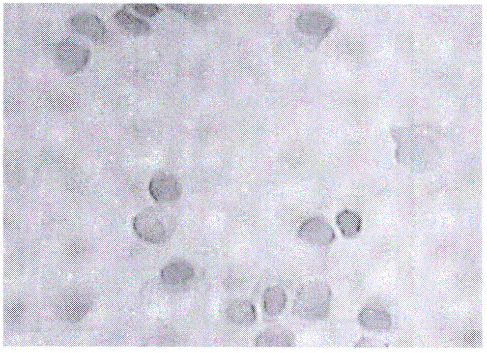 Hematoxylin-eosin mixed staining solution