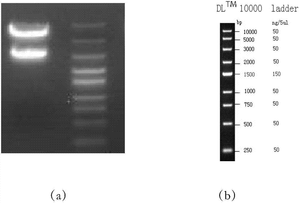 Chimeric antigen receptor and induced apoptosis enzyme co-fused compound protein