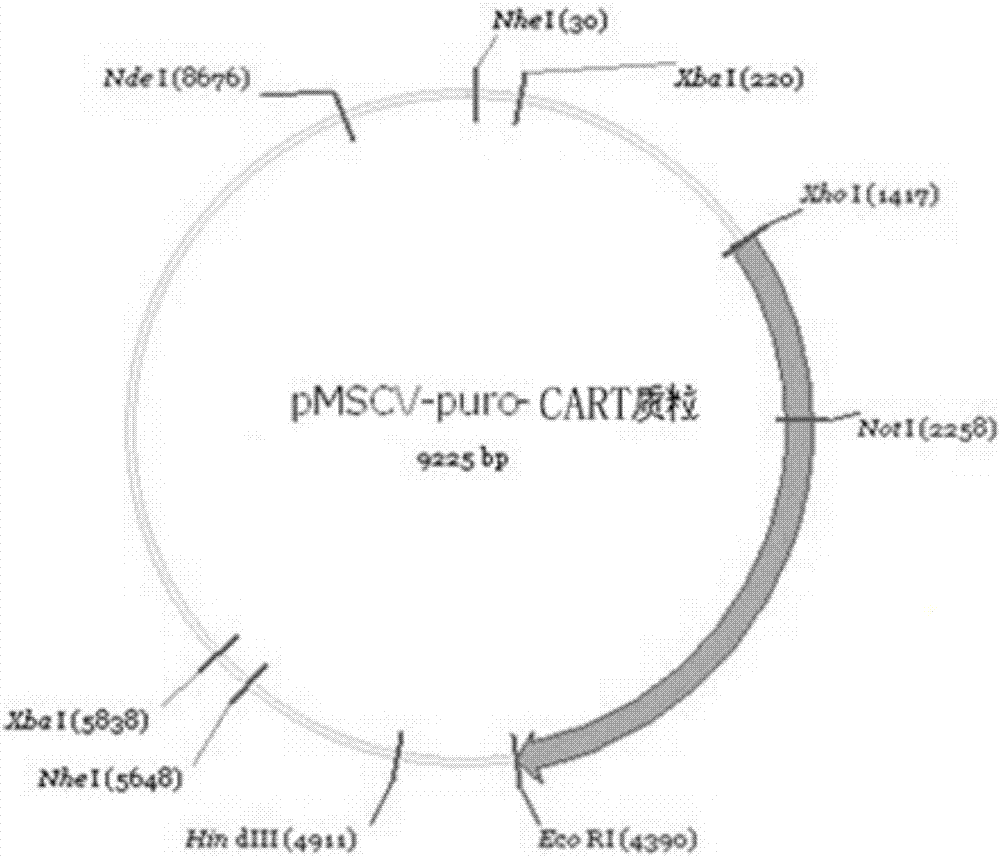 Chimeric antigen receptor and induced apoptosis enzyme co-fused compound protein