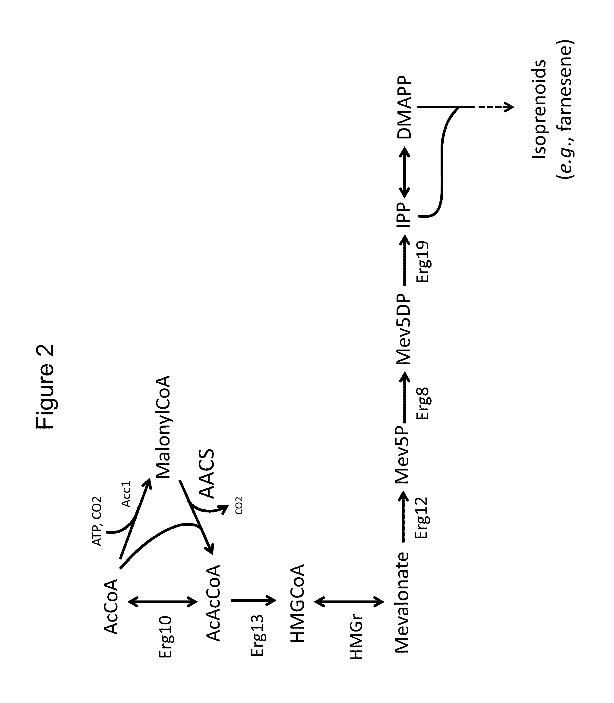 Use of phosphoketolase and phosphotransacetylase for production of acetyl-coenzyme a derived compounds