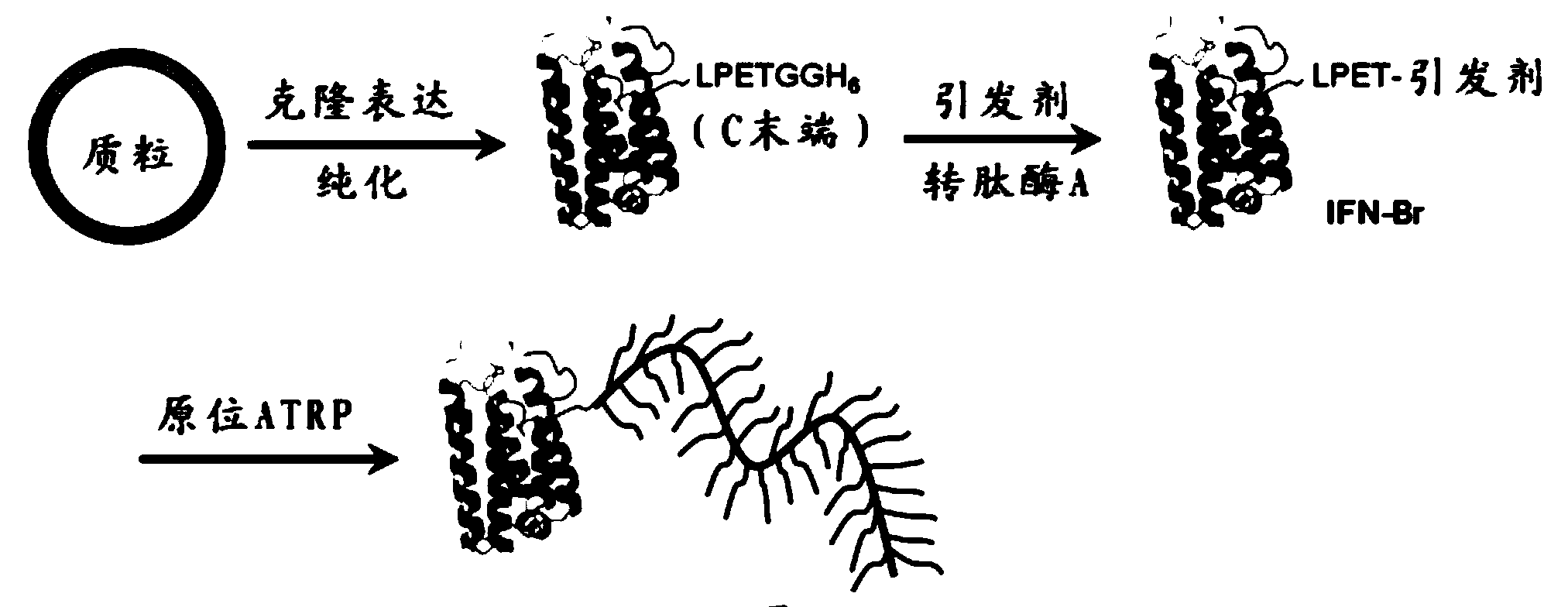 Protein-polymer combination and preparation method thereof