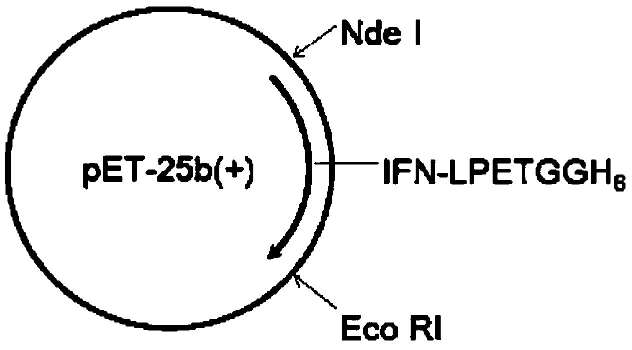 Protein-polymer combination and preparation method thereof