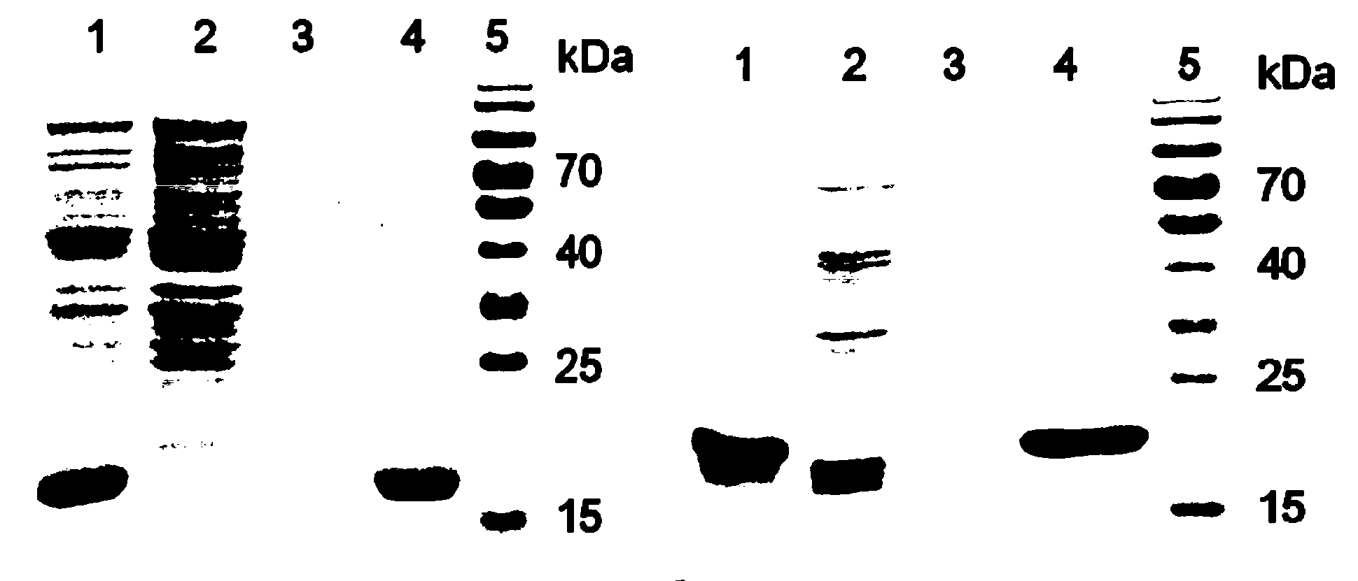 Protein-polymer combination and preparation method thereof