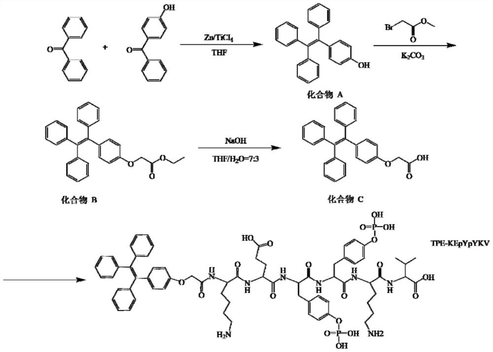 A kind of polypeptide for ptp1b detection and fluorescent probe comprising the polypeptide