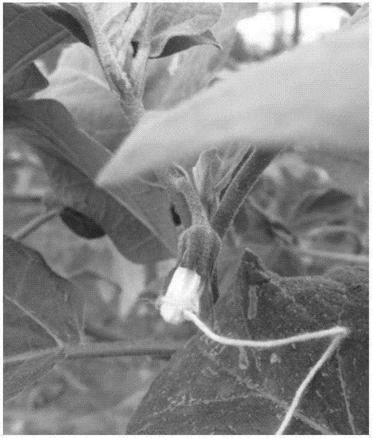 Simple isolation method for Solanum melongena flowering stage pollination