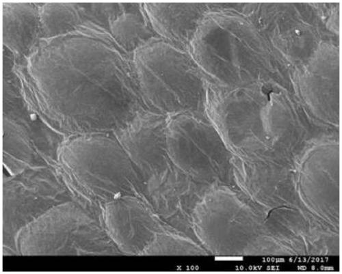 Three dimensional graphene oxide foamed material preparation method through natural drying of solution