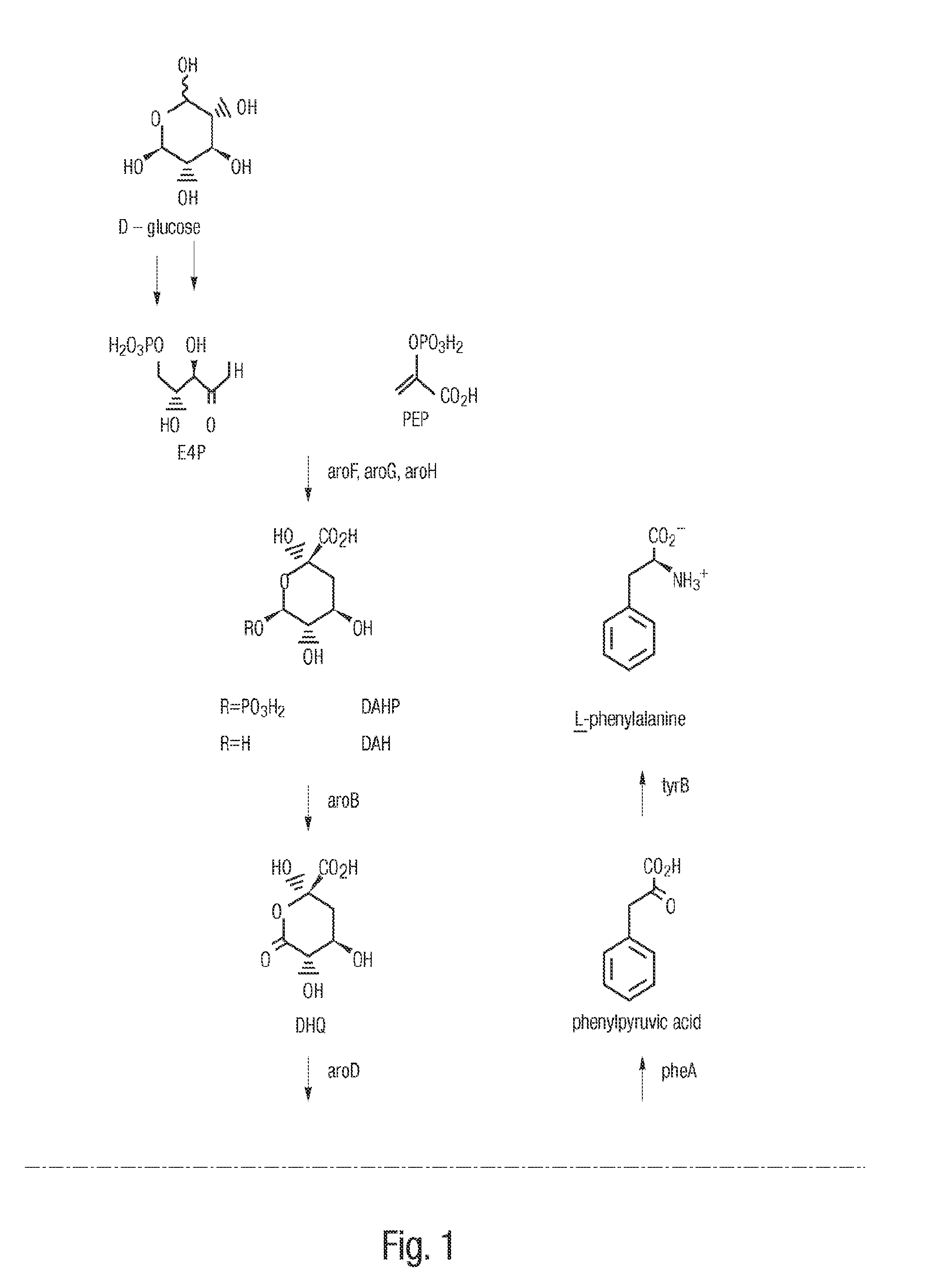 Methods for Producing Isomers of Muconic Acid and Muconate Salts