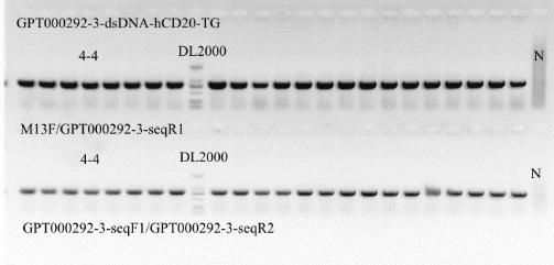 Method for constructing a mouse B-cell lymphoma A20-hCD20(Tg)-mCD20(KO)-Luciferase cell line capable of stably expressing luciferase and human CD20 and knocking out mouse CD20