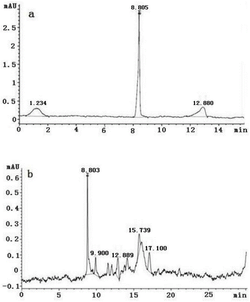 Fungus strain with high-efficiency expression of huperzine A and application thereof