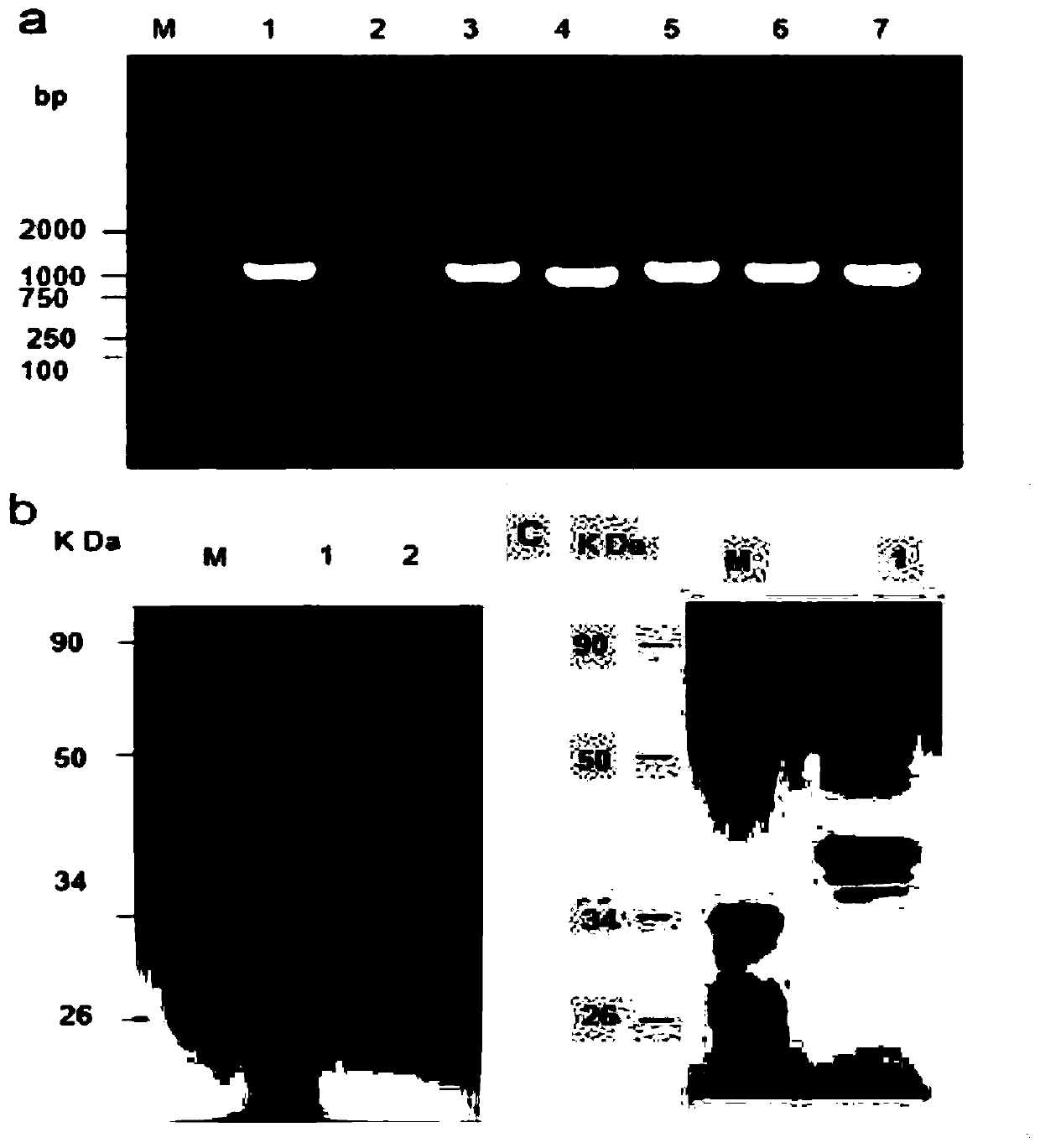 Application of mycobacterium tuberculosis protein