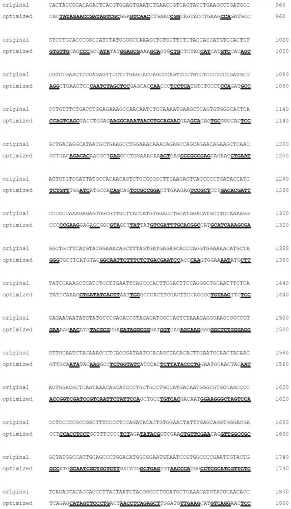AGBL5 nucleotide sequence for encoding cytoplasm carboxypeptidase protein 5 and application of AGBL5 nucleotide sequence