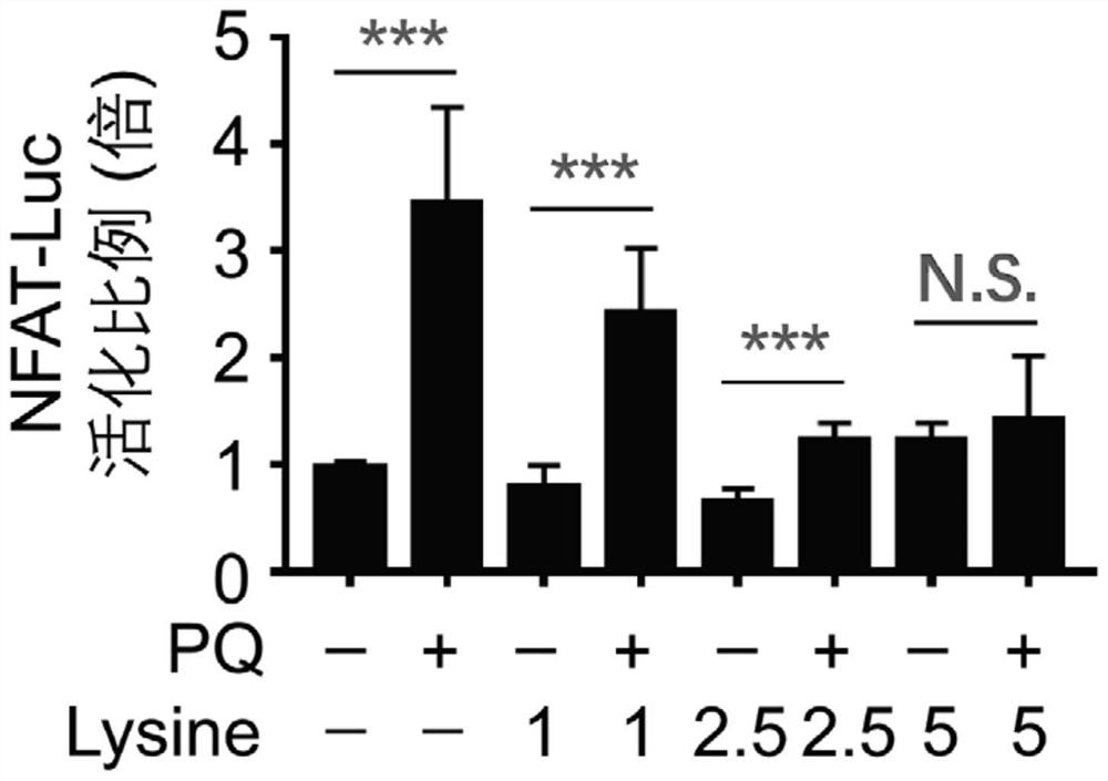 Application of lysine in preparation of medicine for inhibiting or treating paraquat poisoning