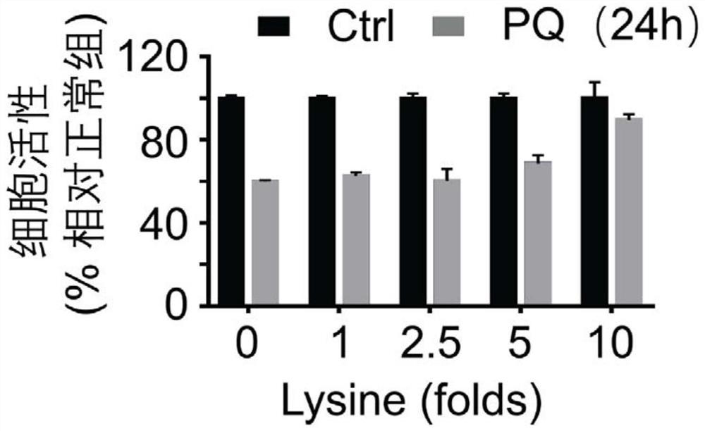 Application of lysine in preparation of medicine for inhibiting or treating paraquat poisoning