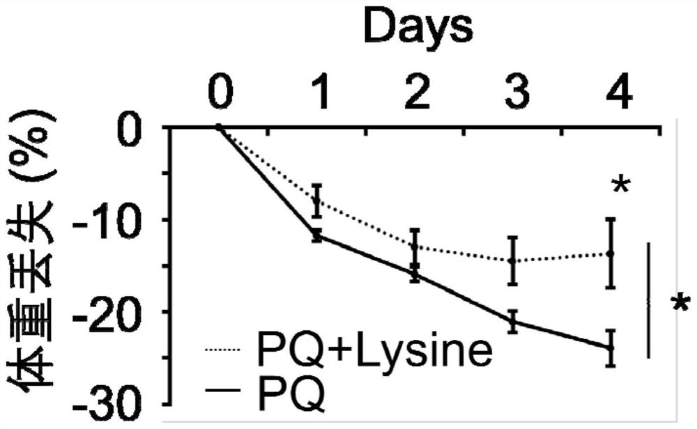 Application of lysine in preparation of medicine for inhibiting or treating paraquat poisoning
