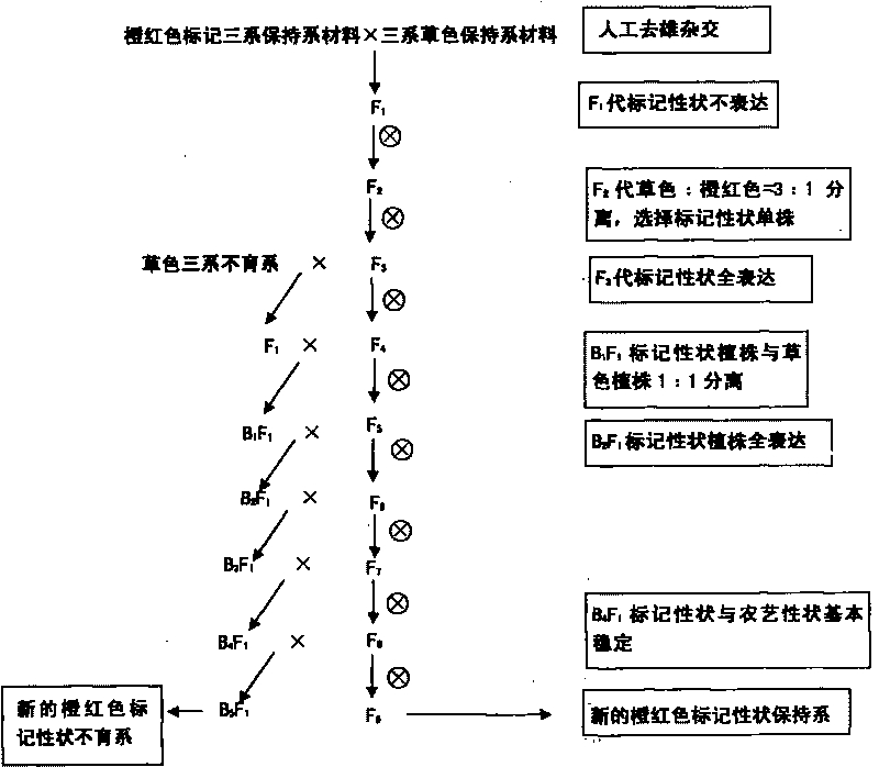 Method for breeding male sterile line in ternary hybrid rice with orange red mark property