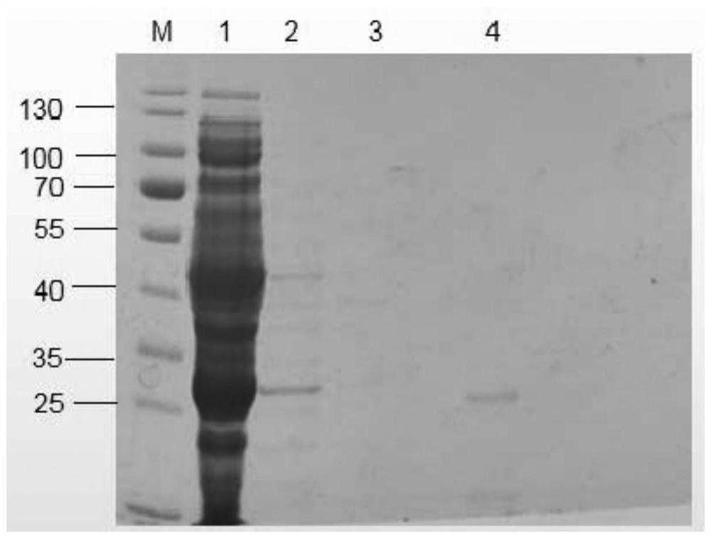 A kind of single-chain antibody directly recognizing isoprocarb and its preparation method and application