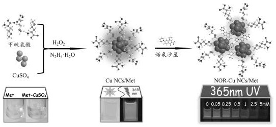 Preparation method of orange-red fluorescent copper nanoclusters based on l-methionine