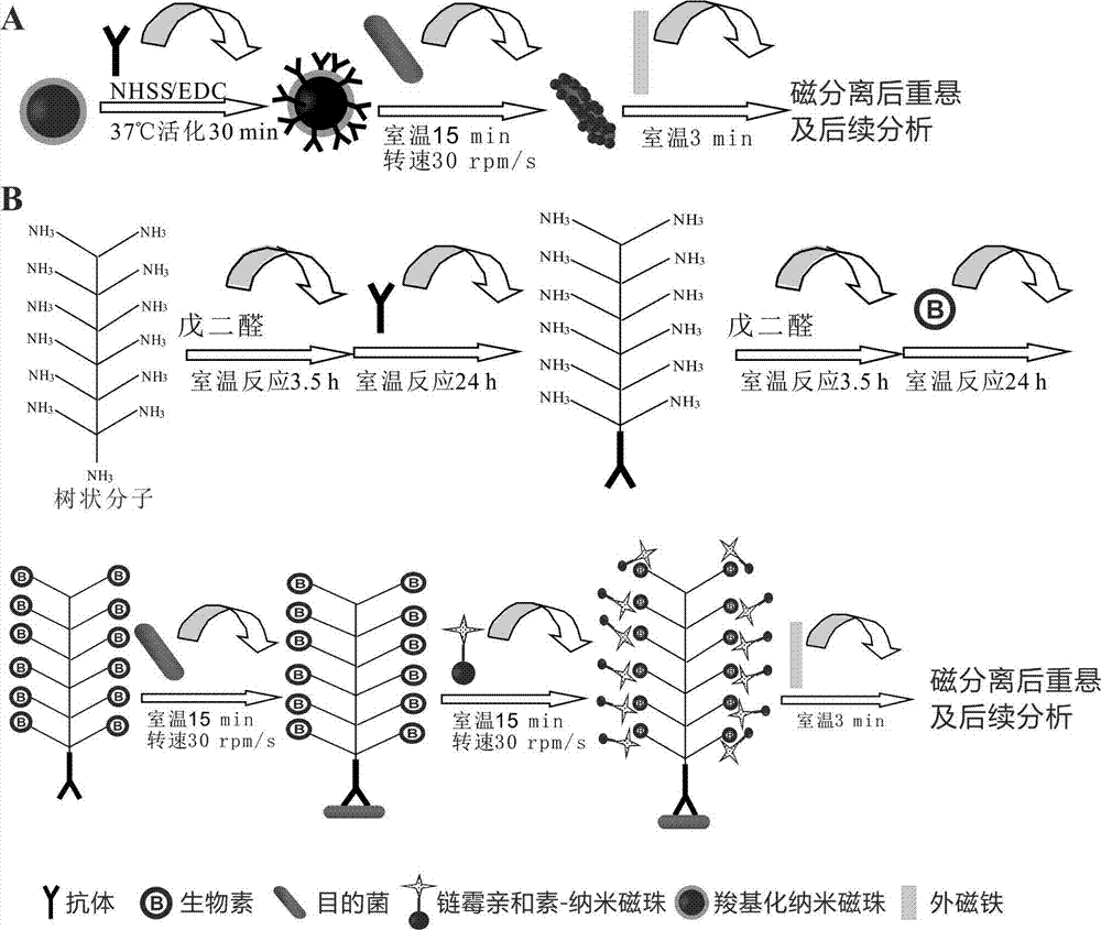 Method for magnetically separating yersinia enterocolitica (YE)