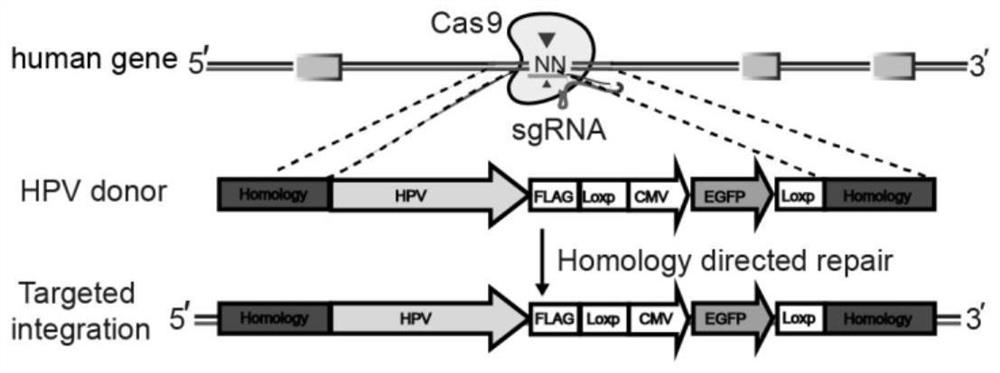 Preparation method of sgRNA and HaCaT cell model targeting human genome sequence at high-frequency integration site of high-risk HPV
