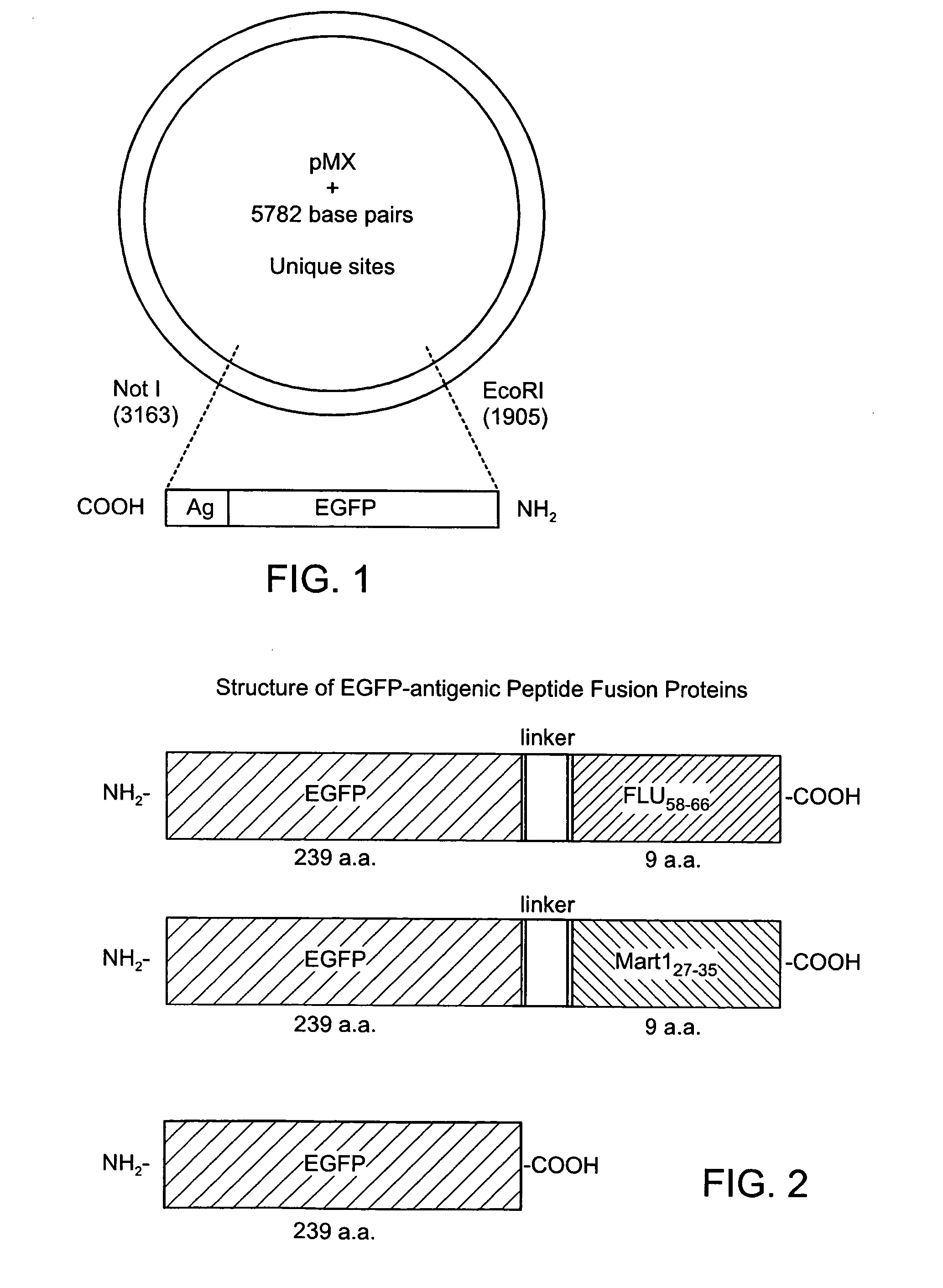 Modified antigen-presenting cells