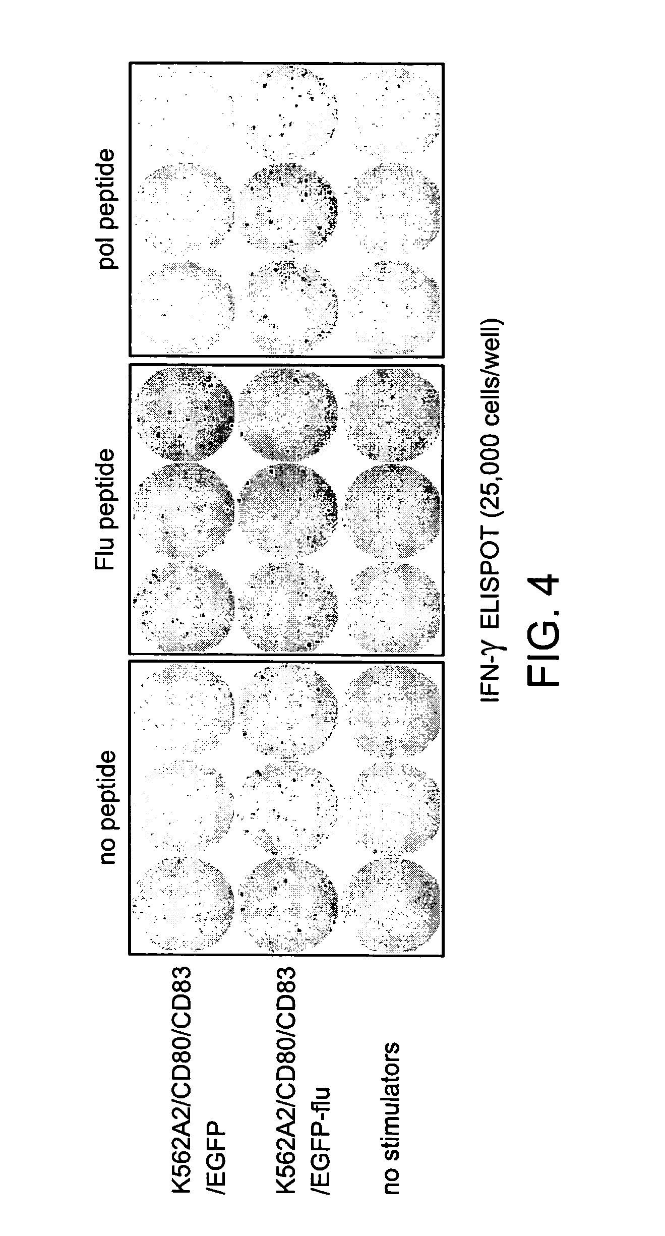 Modified antigen-presenting cells