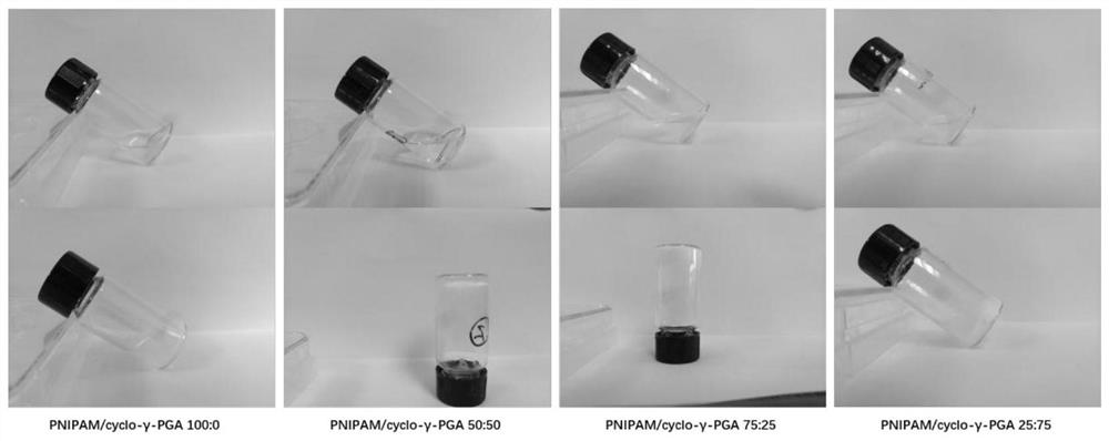 Preparation method of cyclic gamma-polyglutamic acid modified hydrogel loaded with antibacterial drug