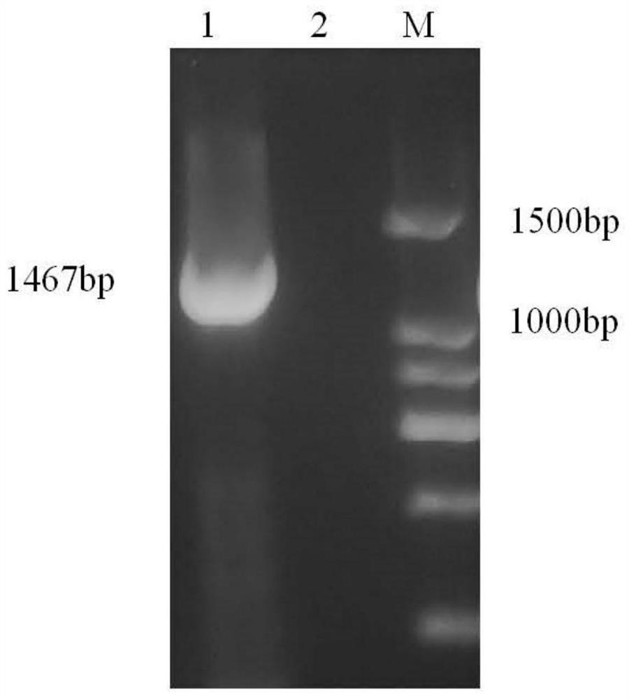 Preparation method and application of chlamydia psittaci polytype outer membrane protein PmpG protein