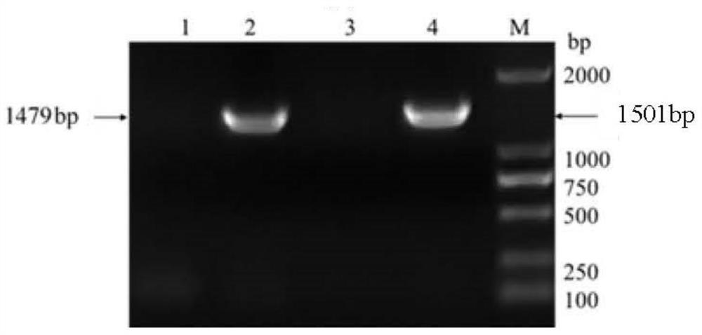 Preparation method and application of chlamydia psittaci polytype outer membrane protein PmpG protein