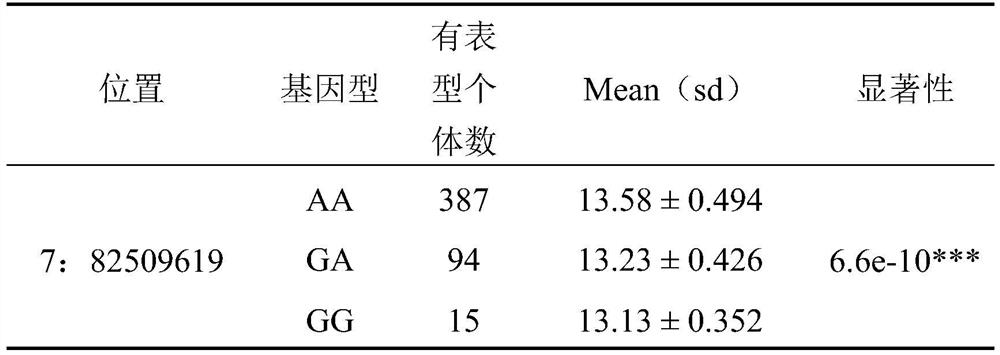 A SNP molecular marker affecting the number of thoracic vertebrae in sheep and its application