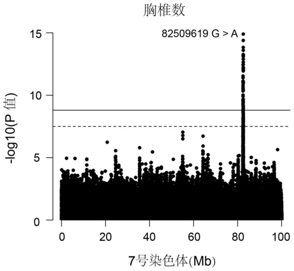 A SNP molecular marker affecting the number of thoracic vertebrae in sheep and its application