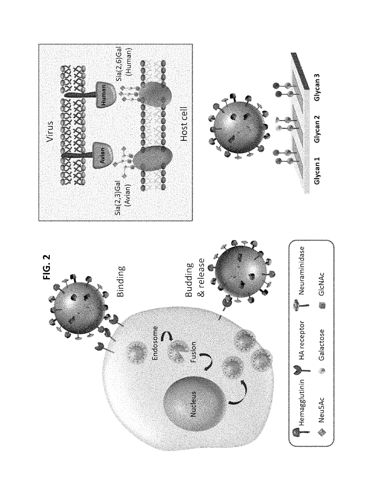 Glycan arrays for high throughput screening of viruses