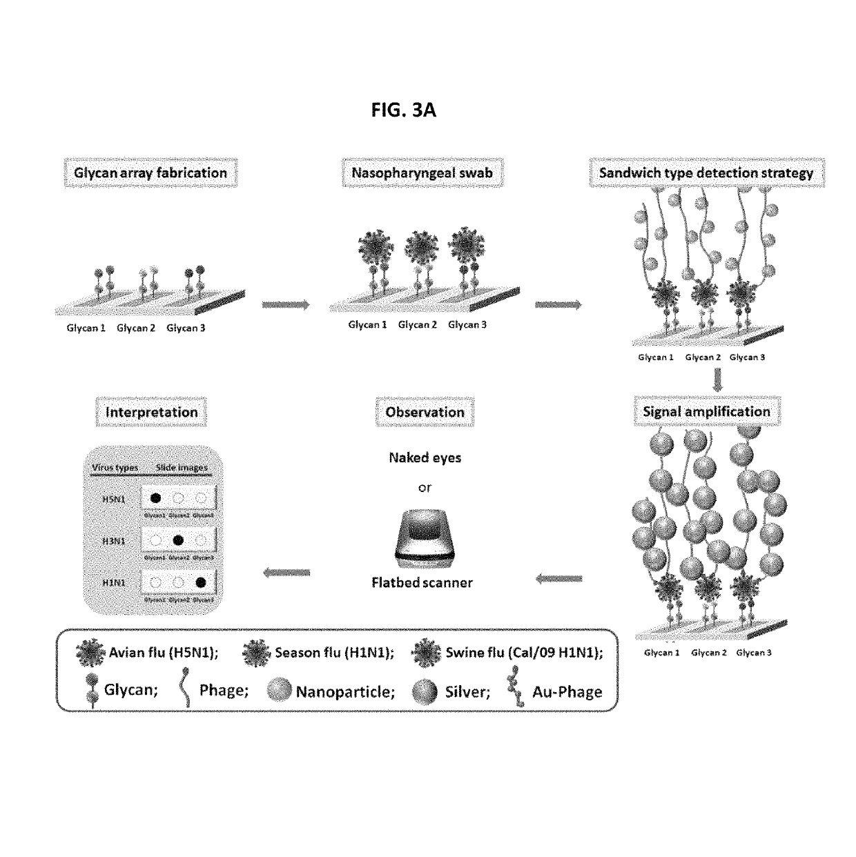 Glycan arrays for high throughput screening of viruses