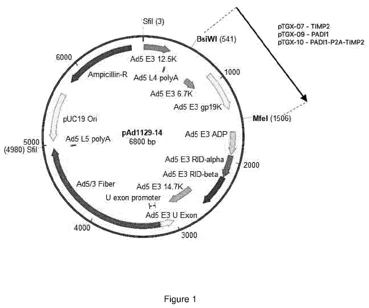 Oncolytic adenoviral vector expressing peptidylarginine deiminase and tissue inhibitor of metalloproteinase