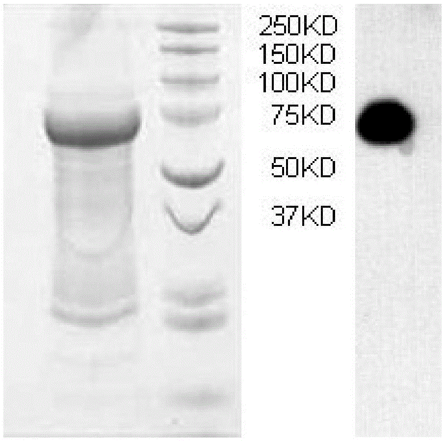 Chipper borer carboxylesterase and its coding gene, preparation method and application