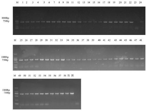A Porcine Pseudorabies Virus Gene Deletion Attenuated Vaccine Strain and Its Application