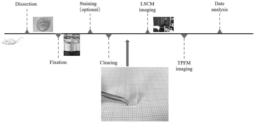 Tissue clearing kits and methods