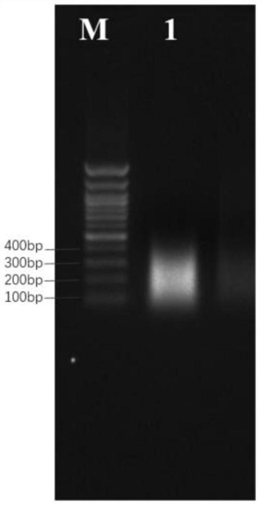 Method for identifying transcription factor binding element in cotton fiber development period by DNA affinity protein sequencing