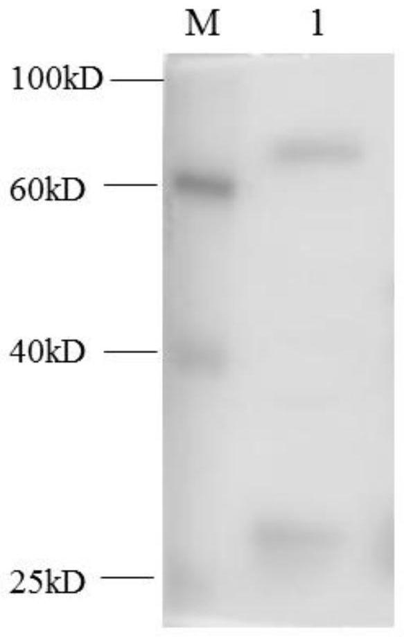 Method for identifying transcription factor binding element in cotton fiber development period by DNA affinity protein sequencing