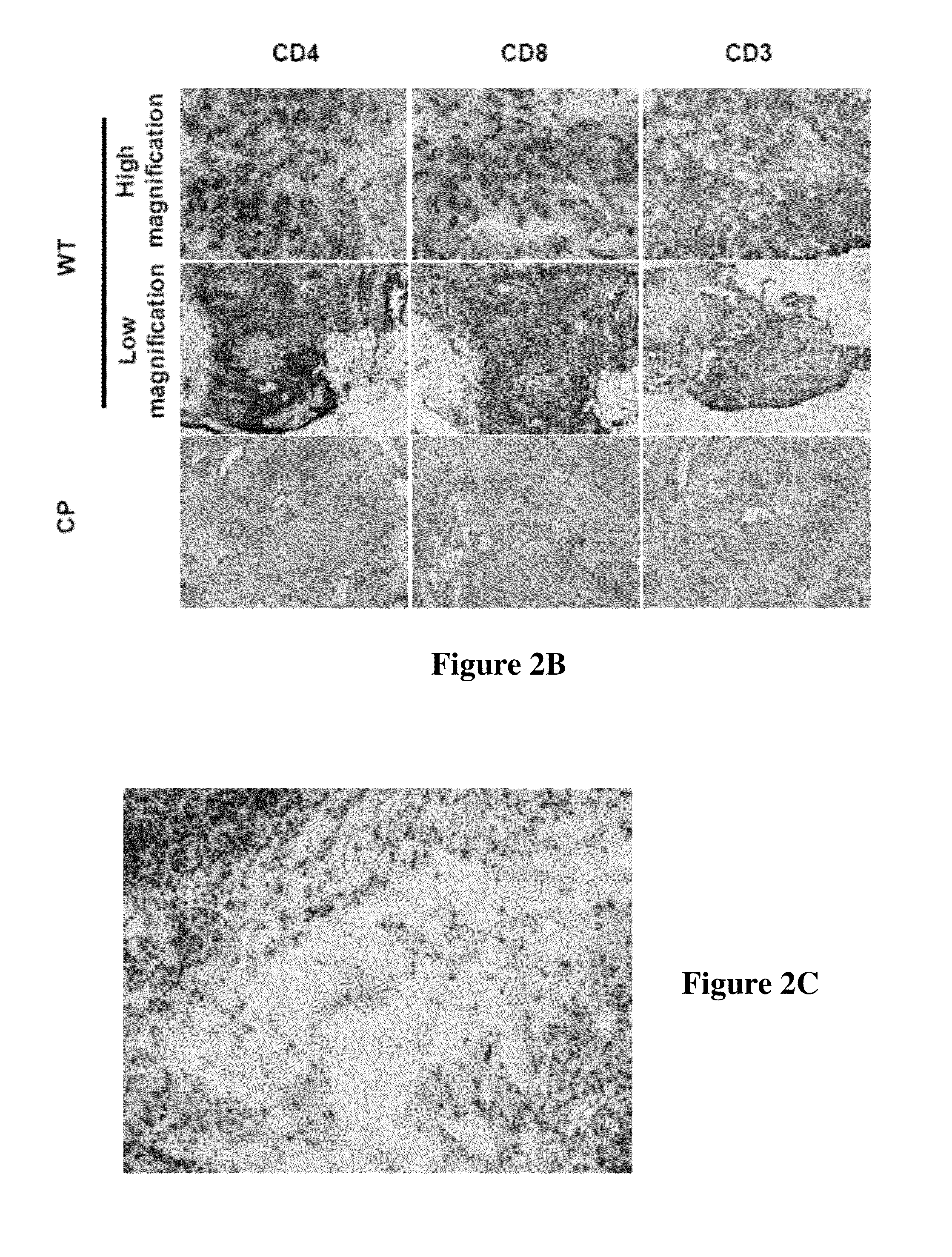 Compositions and methods for preventing allogeneic immune rejection