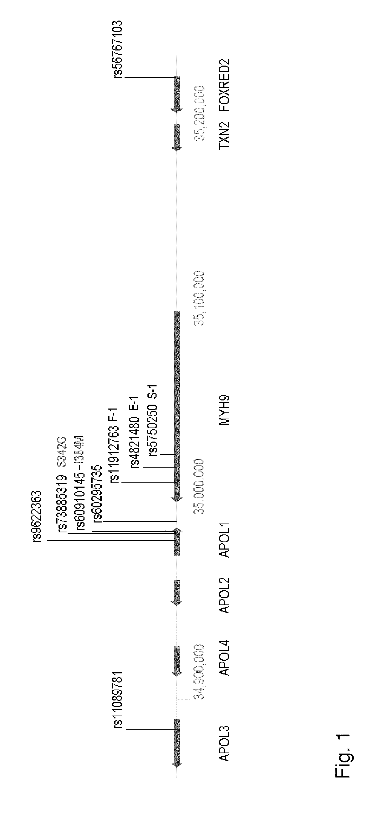Methods and kits for determining predisposition to develop kidney diseases