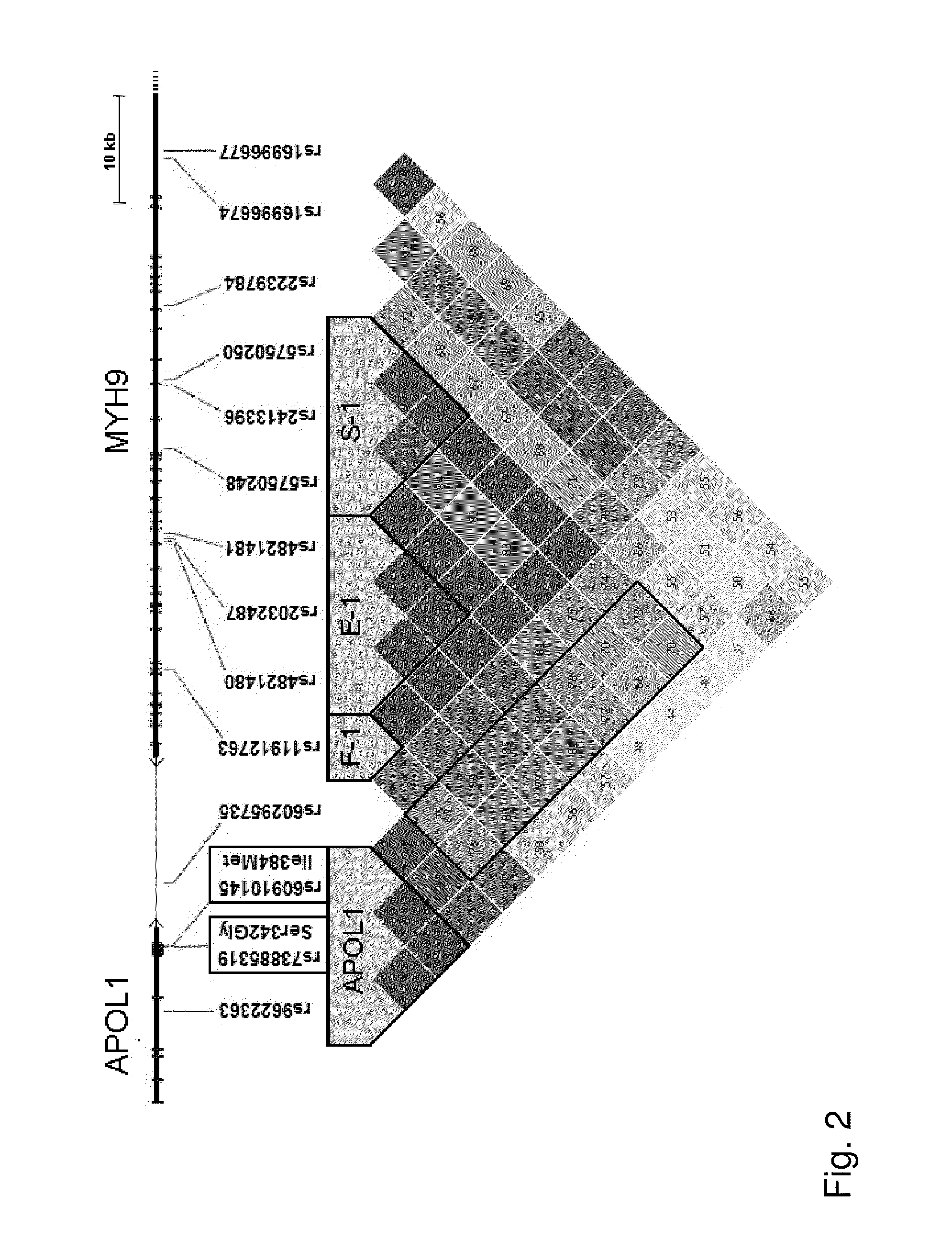 Methods and kits for determining predisposition to develop kidney diseases