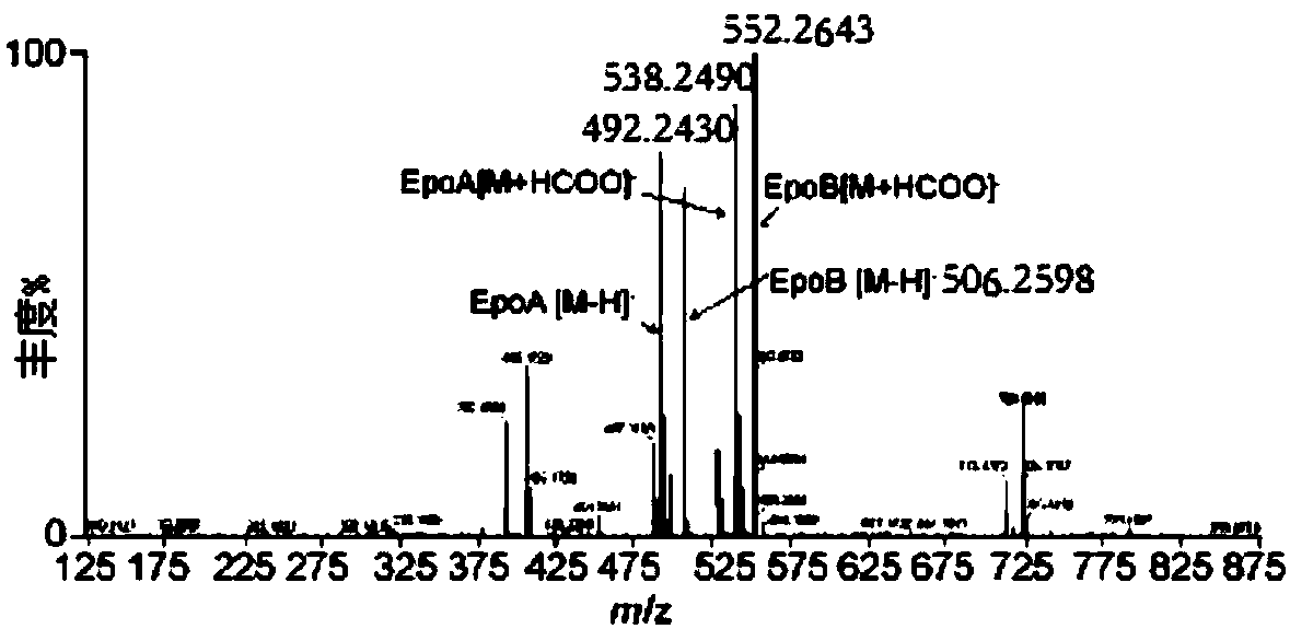 Method for measuring epothilone B
