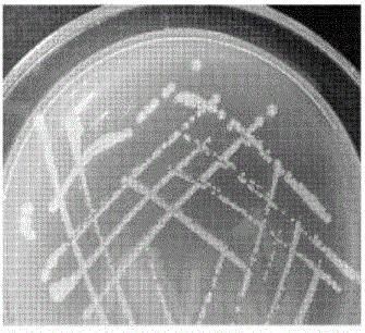 Acquisition and application of a ginseng growth-promoting bacterium producing acc deaminase