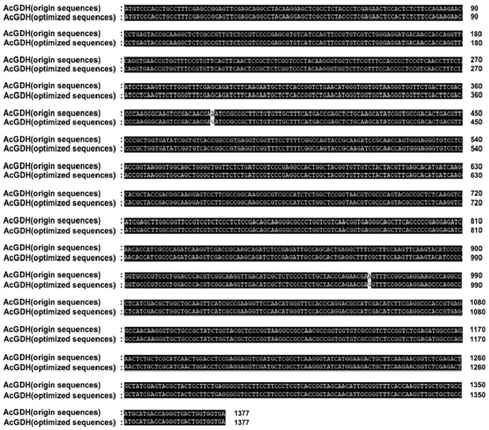 Aspergillus candidus AcGDH protein for improving drought and alkali stress tolerance of rice, gene and application of Aspergillus candidus AcGDH protein