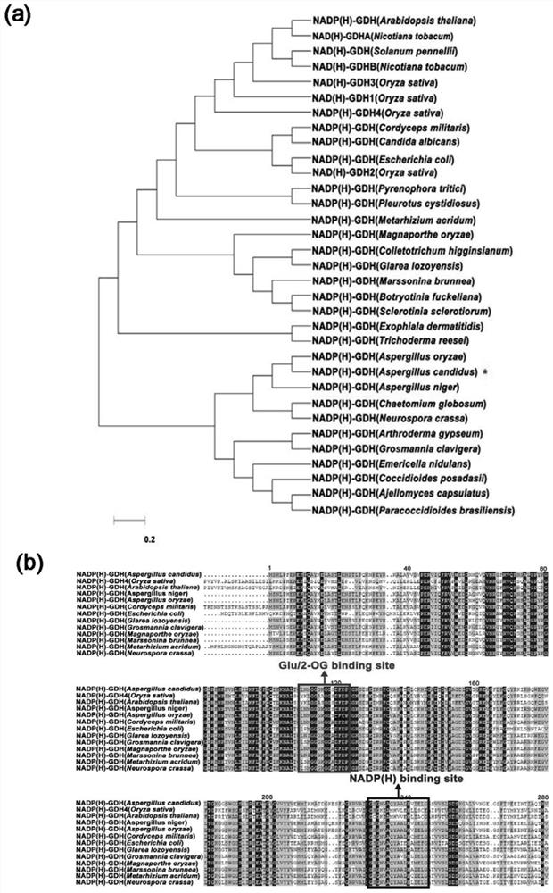 Aspergillus candidus AcGDH protein for improving drought and alkali stress tolerance of rice, gene and application of Aspergillus candidus AcGDH protein