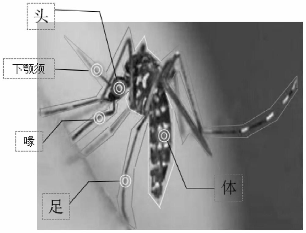 Vector biological recognition APP design method based on image recognition