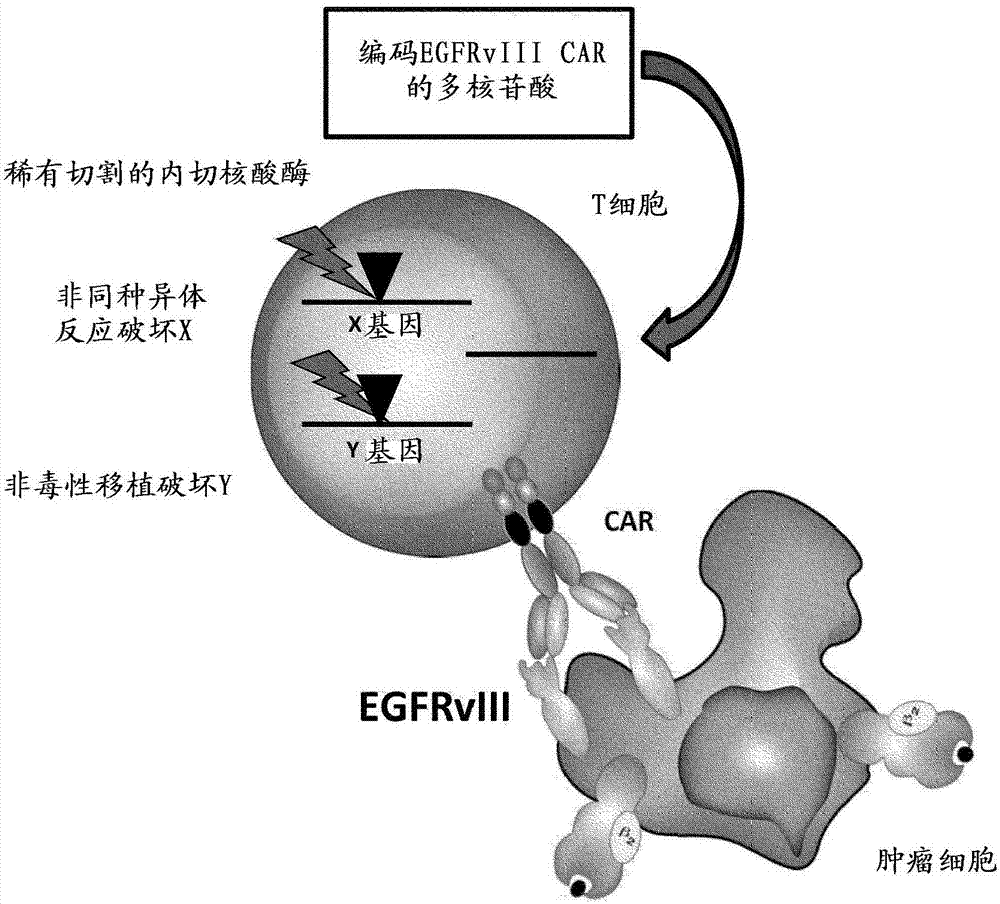 EGFRvIII specific chimeric antigen receptors for cancer immunotherapy