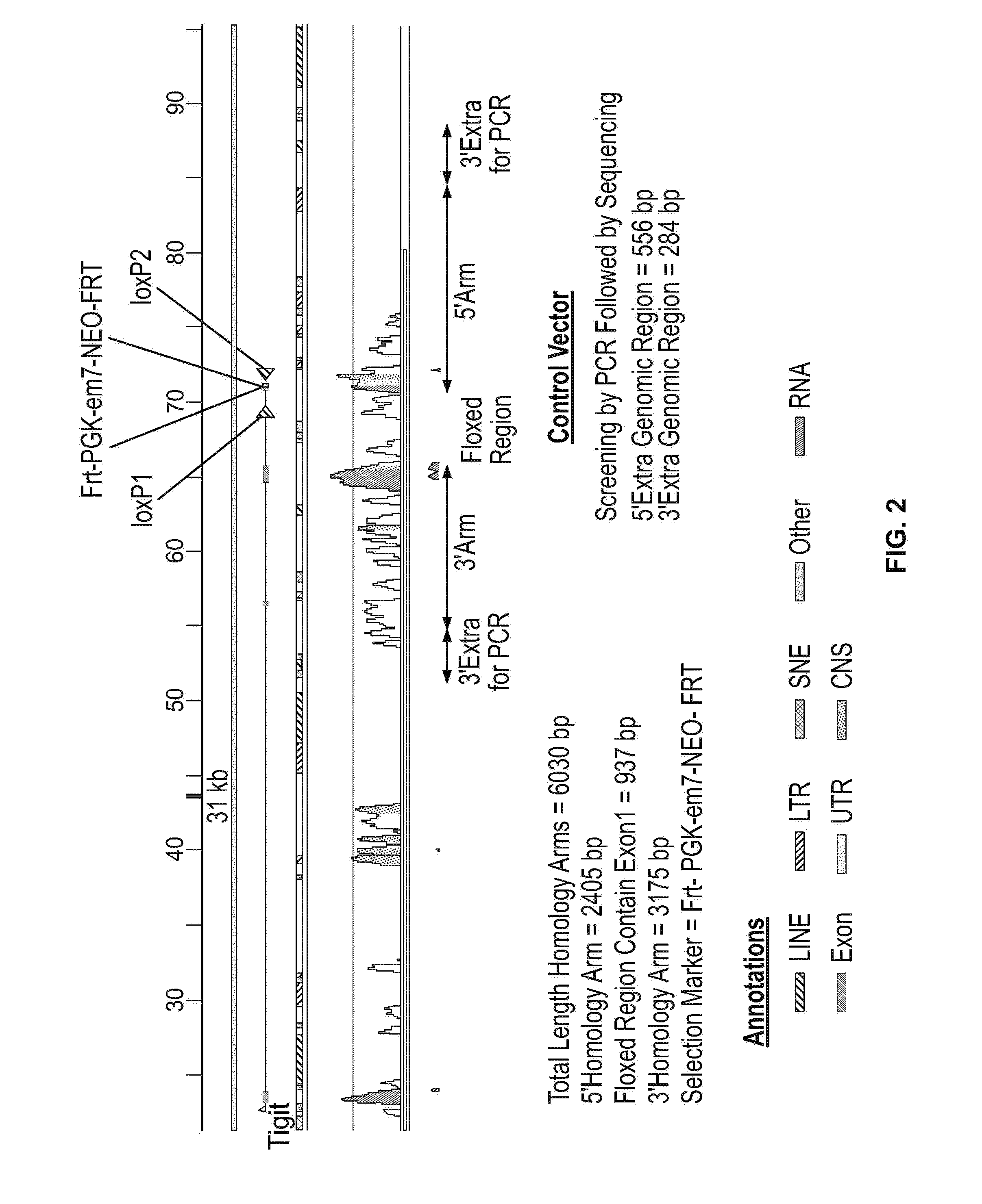 Methods of treating cancer using pd-1 axis binding antagonists and tigit inhibitors